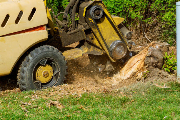 Best Grass Overseeding  in Fair Plain, MI