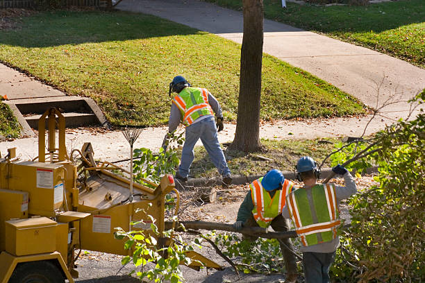 Best Hedge Trimming  in Fair Plain, MI