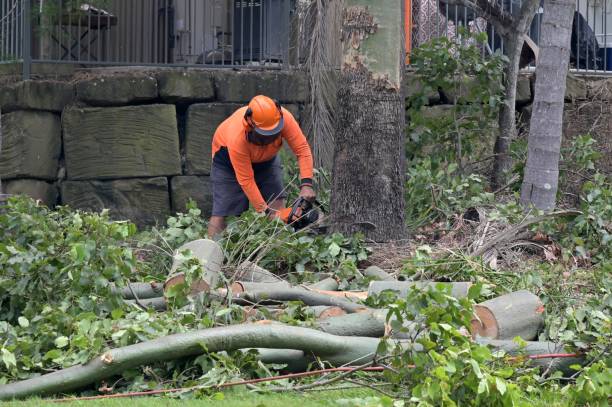 Fair Plain, MI Tree Removal Company